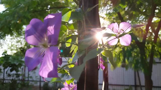 Virágok a tavaszi napsütésben Spring flowers in sunshine2022.június