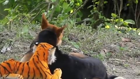 Fake TIGER 🐅 vs DOG 🐕 Prank