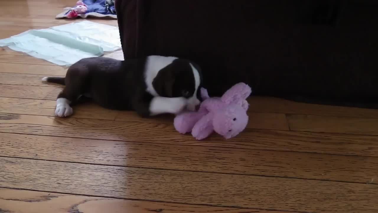 BEST FRIENDS FOREVER