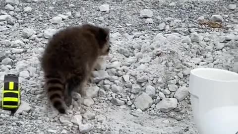 raccoon video