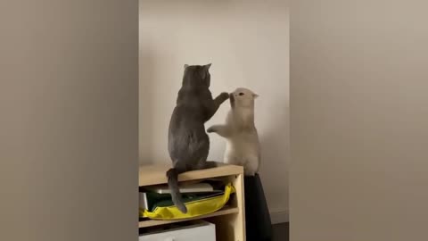 Funny Cats Videos