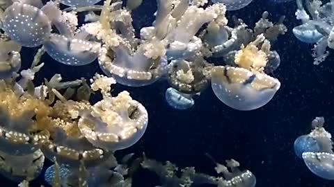 Jelly fish