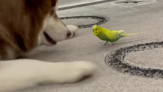 Diesel the Husky and Gosha the Parrot are Best Friends