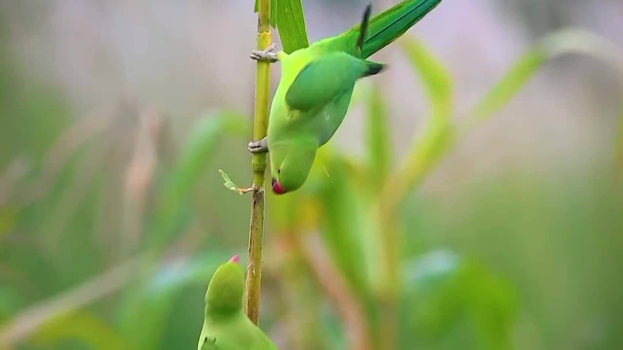 Cute parrots 😍😍