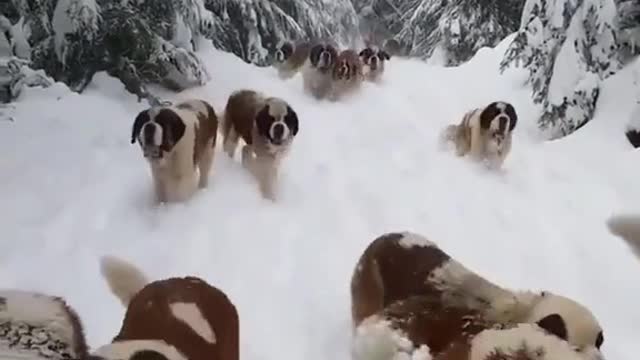 There are many puppies in the snow