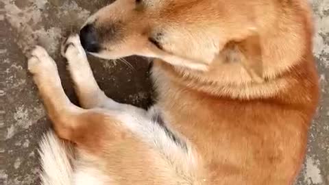 A dog sitting on the ground