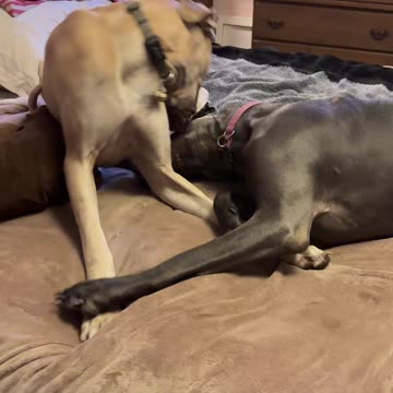 Girls have thoughts about everything!