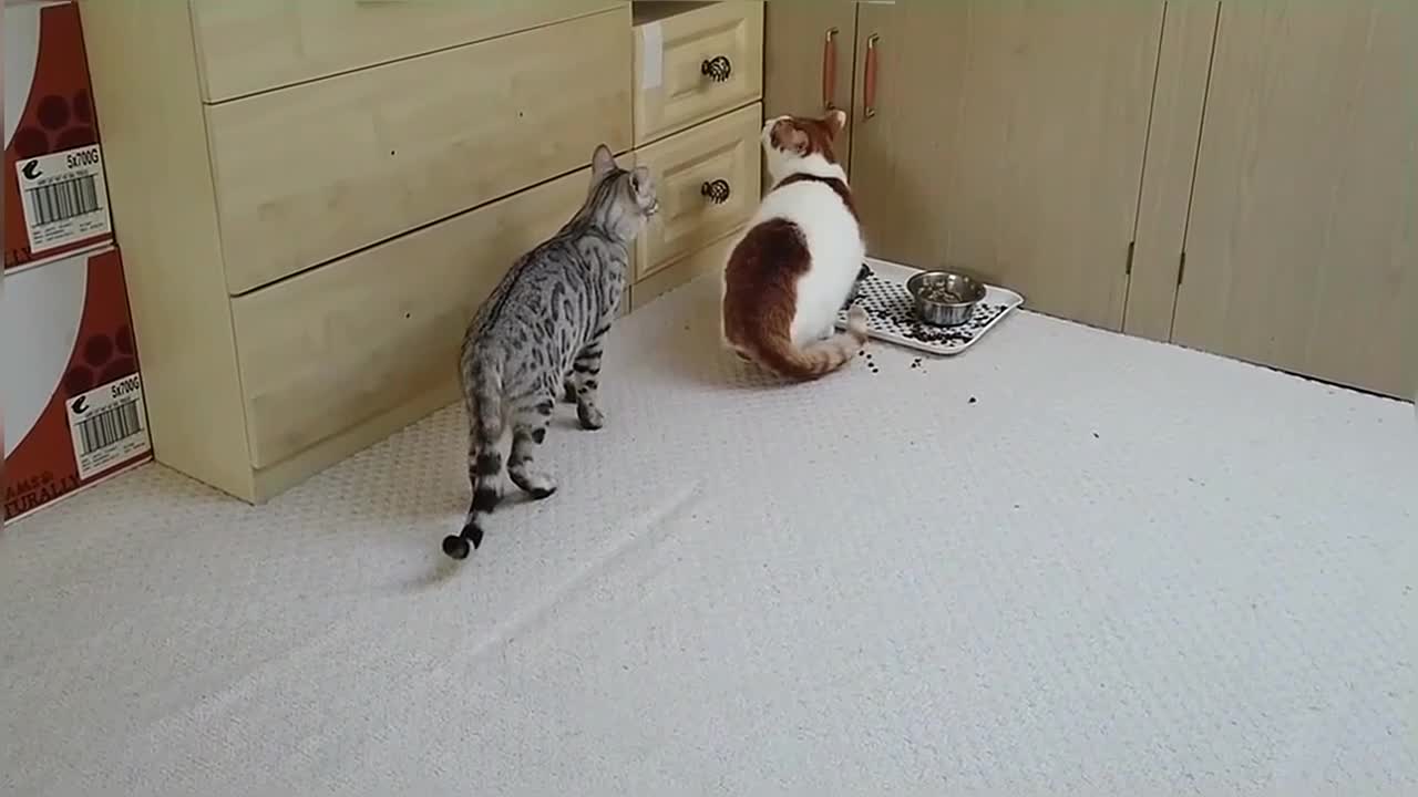 Bengal Kittens Vs Older Cats