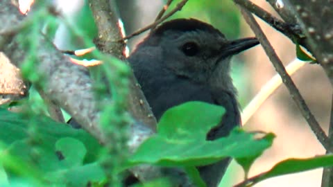 Catbird