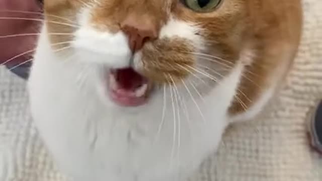 Orange Kitten Meows Waves Until He Gets Pets!