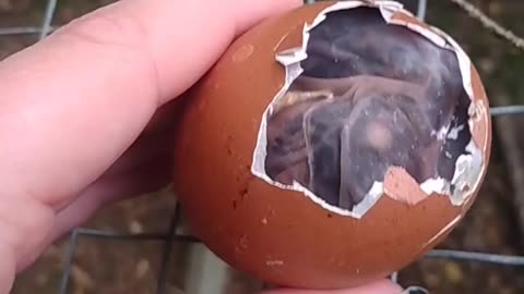 Egg With A Collapsed Air Sac (Deceased)