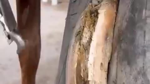 repair a horse's hoof