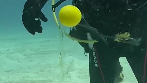 Under Water Egg