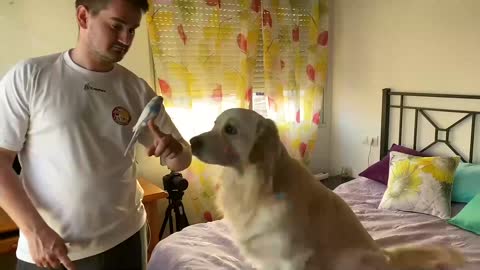 Dog Meets a Budgie for the First Time