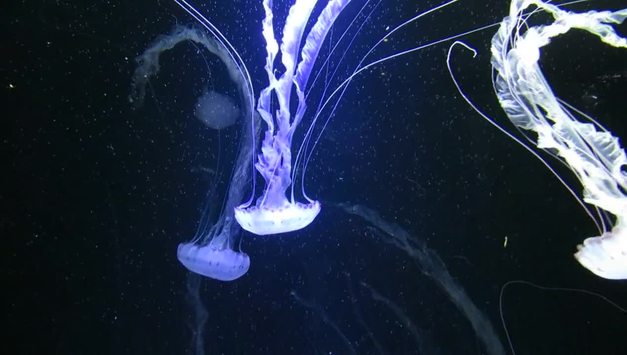 jellyfish glow in the water