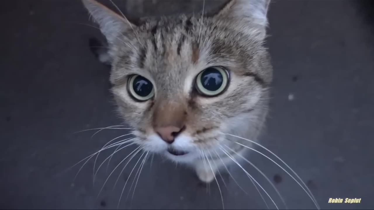 cute cat is saying something to me