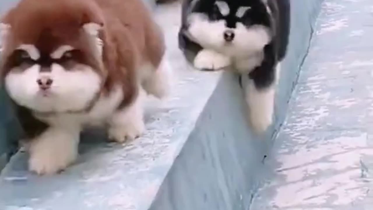 Cute Fluffy Puppies Falling