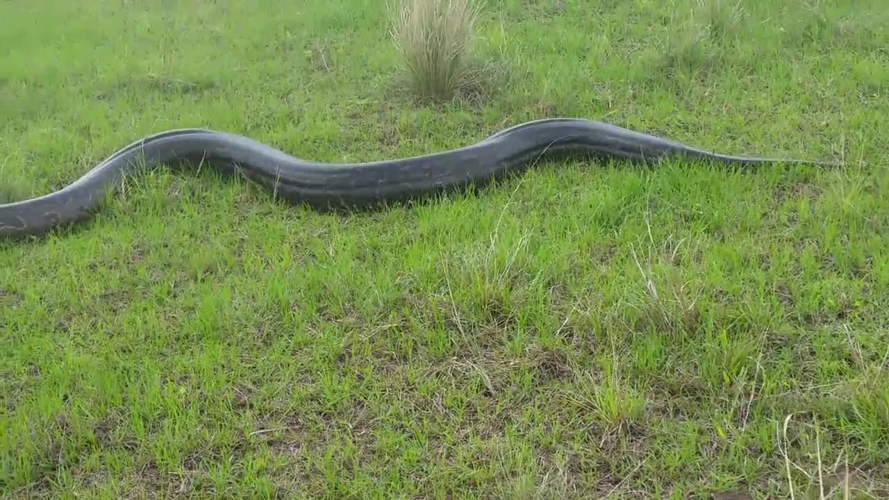 Massive Python spotted in Ballito