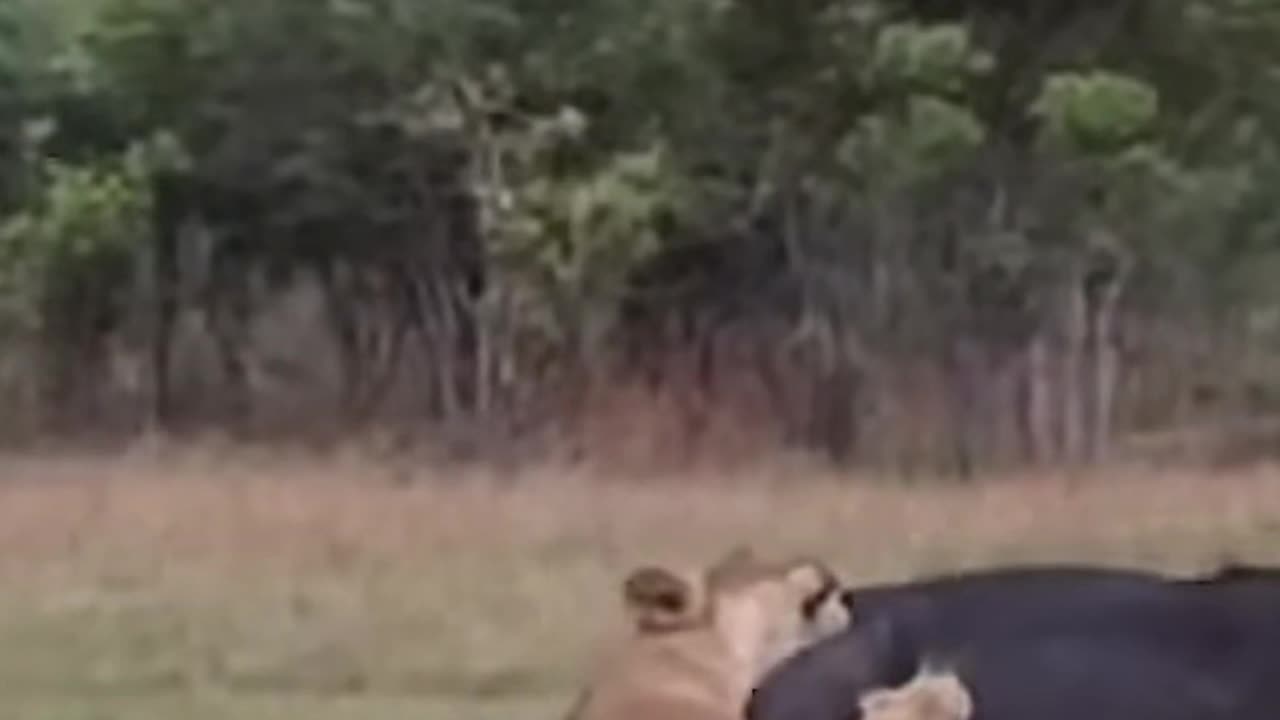 6 VICOUS MALE LIONS TAKEDOWN A BUFFALO