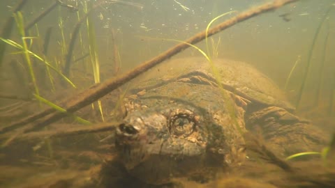 Huge Turtle