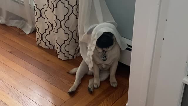 Gio the Jedi Pug