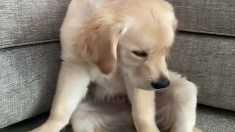 Funny Golden Retrievers