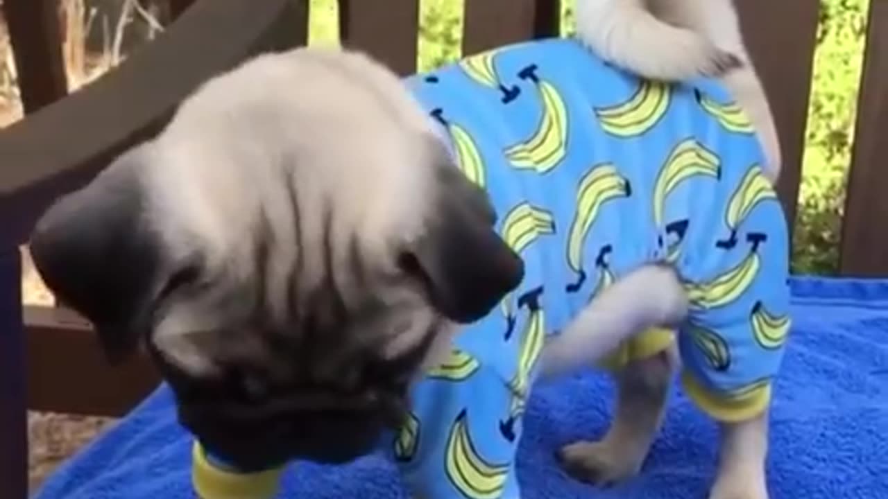 Funniest and Cutest Pug Dog Videos Compilation 2020