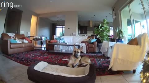 Dog Busted on Ring Camera