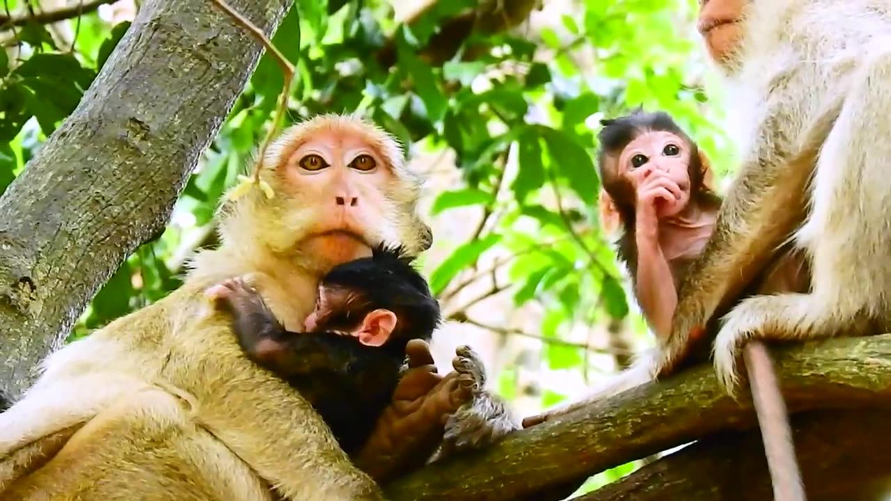 Mommy and Baby Monkey on Tree