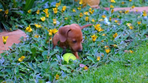 Fanny cute dog free stock photography.