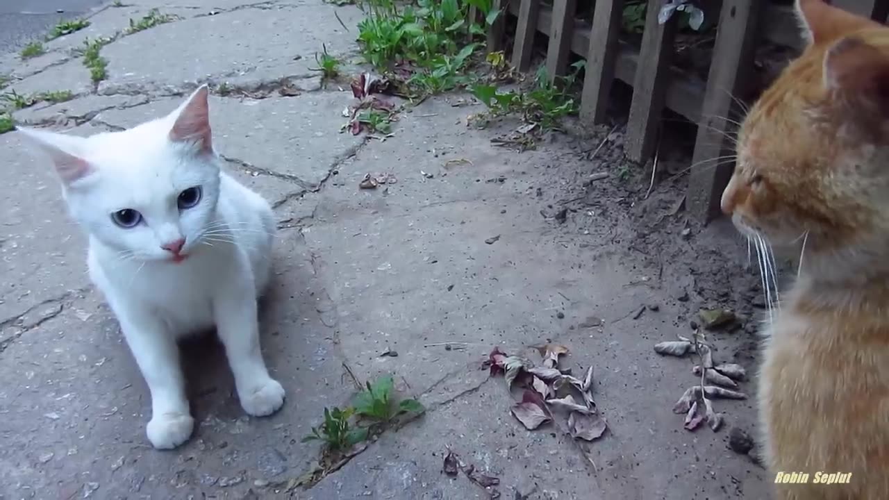 White cat very angry kitten catlife mycat catoftheday catsagram catlovers catsofworld