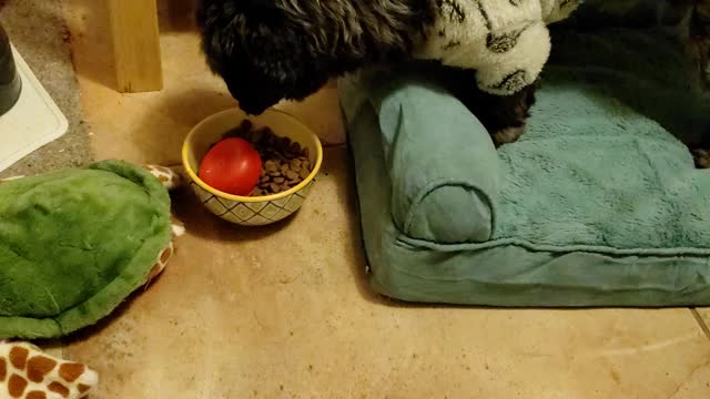 My dog Enzo loves late dinner