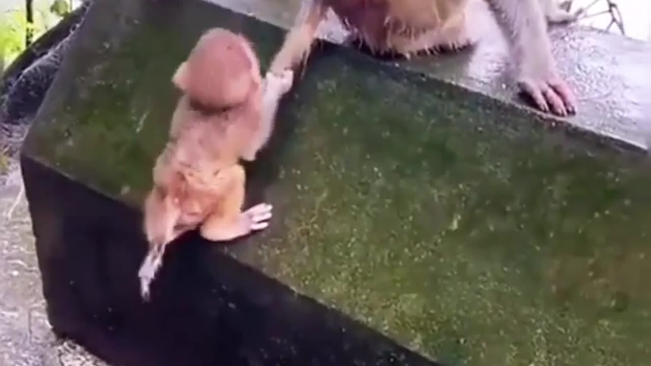 Cute baby monkey playing