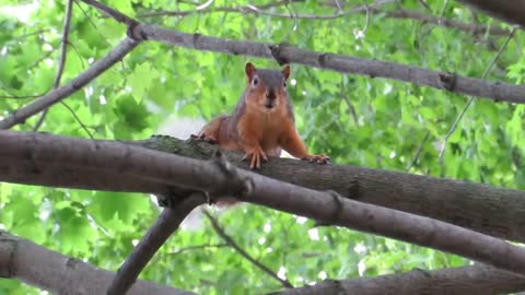 Fox Squirrel Barking