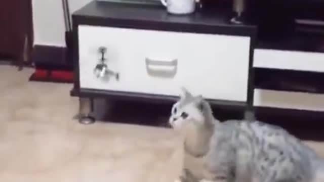 Funny and Cute cat Video 11