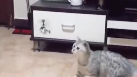 Funny and Cute cat Video 11