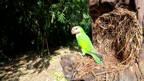Survival In The Rainforest - BAMBOO SHOOTS - CUTE PARROT - BEES