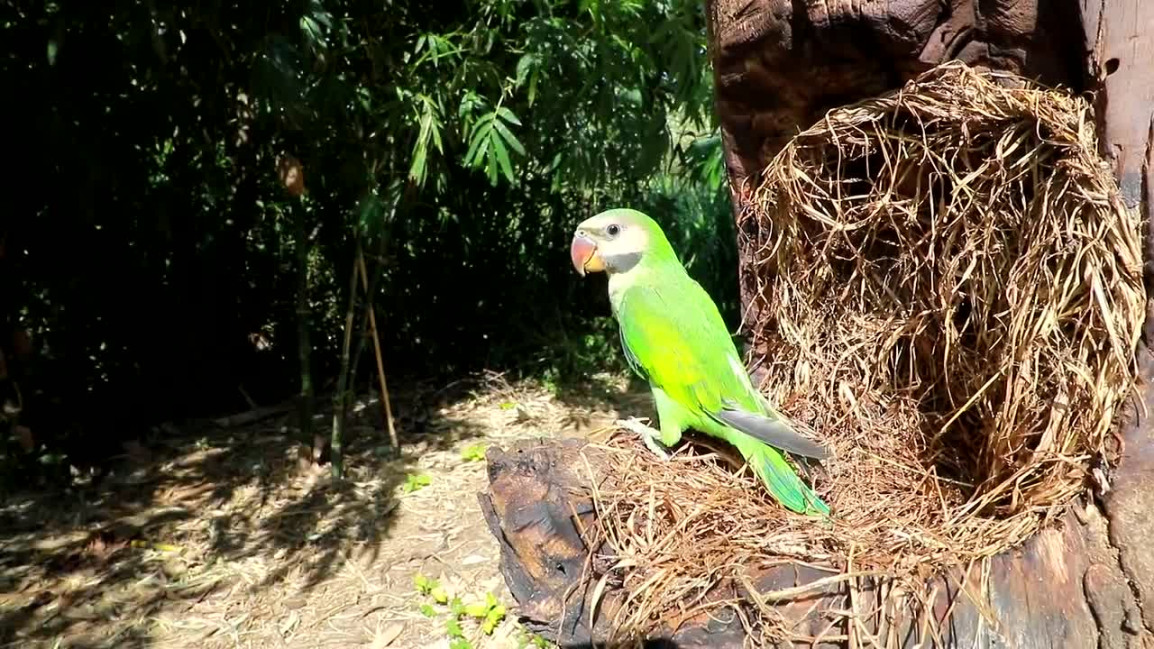 Survival In The Rainforest - BAMBOO SHOOTS - CUTE PARROT - BEES