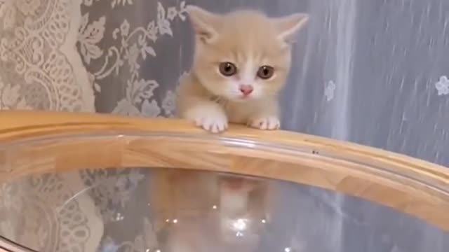 A cute collection of cats