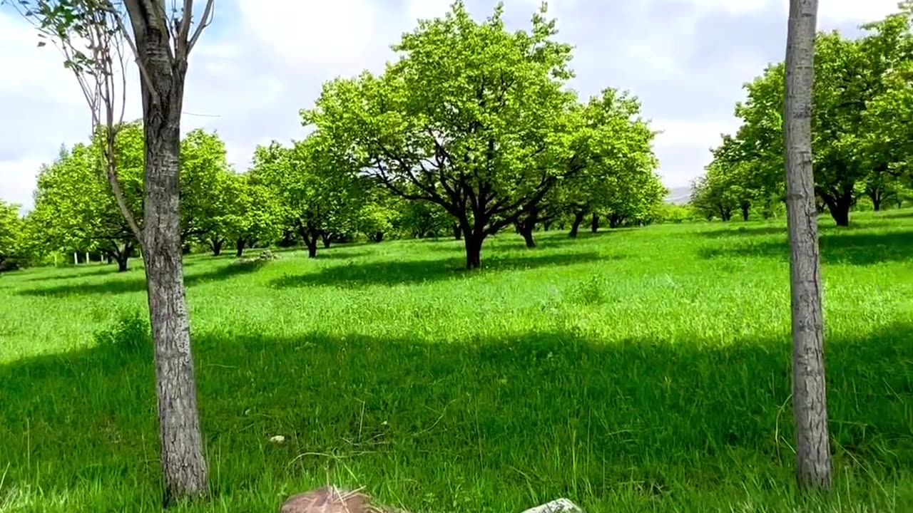 Have a nice day in the shade of a tree