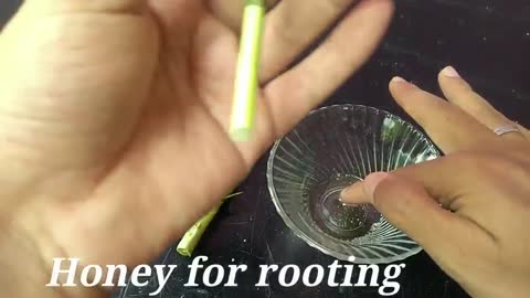 How to propagate Lemon and Orange plant cuttings for free !!