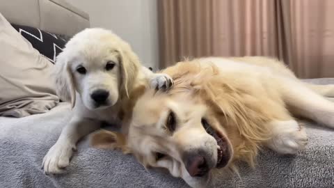 Puppy Loves Kisses with Golden Retriever