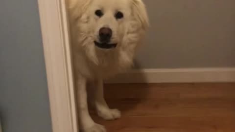 Playing hide and seek with my dog goes hilarious.