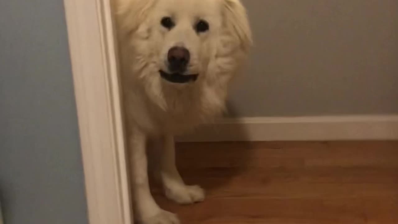 Playing hide and seek with my dog goes hilarious.