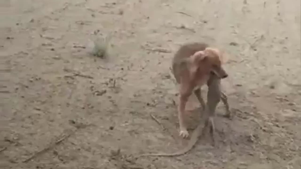 dog and little lizard fight