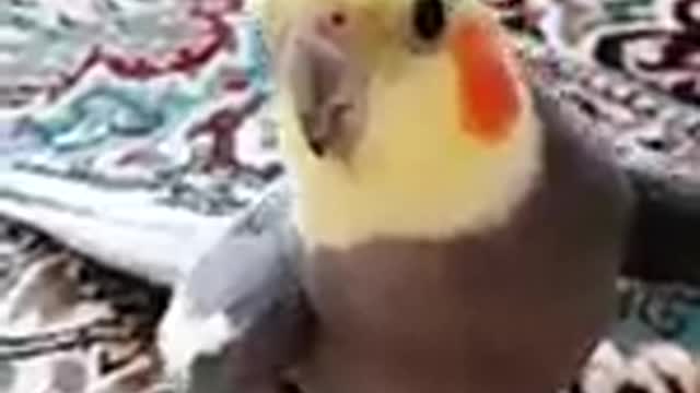 Cockatiel Best Singing and Talking Companion in the World