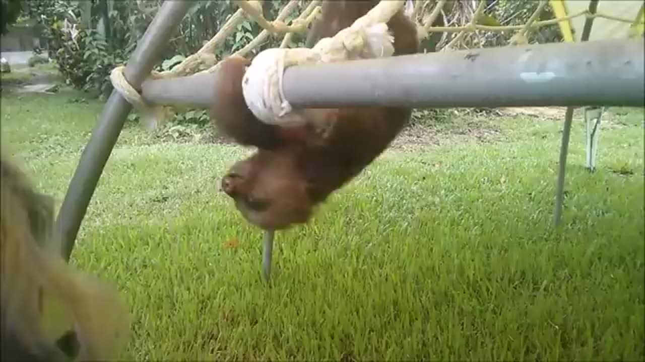 Baby sloth being slothfunny moments (try not to laugh) 🤣