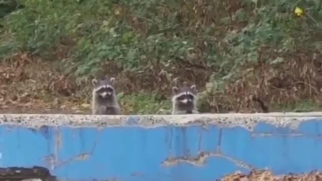 Musical raccoons