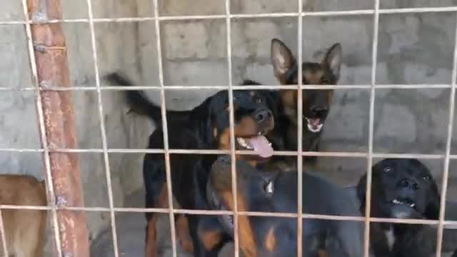 Dogs in prison