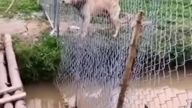 Ha ha, the dog jumping across the river is laughing at the one crossing the bridge